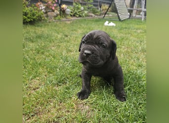 Cane Corso Italiano Welpen