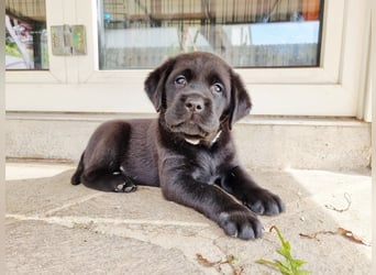 Edle Labrador Welpen (Schwarz/Foxred/Creme) mit Ahnentafel, Nachkommen von Champions
