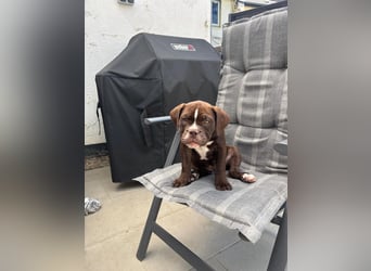 OEB mix Bulldoge old english bulldog