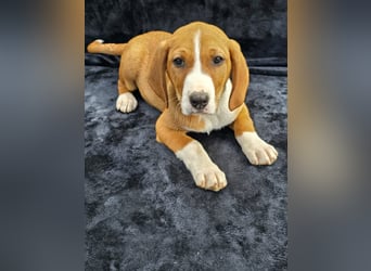 Vincent, einer von 5 süssen Welpen die auf der Strasse geboren wurden