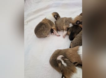 Colliewelpen englische Langhaar