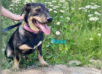 Bucky geb. 12/2021 - lustiger, aktiver und verspielter Outdoor-Begleiter!