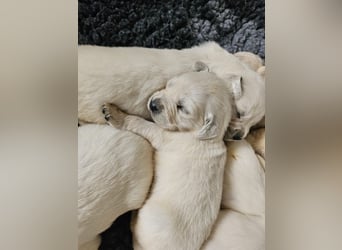 Golden Retriever Welpen