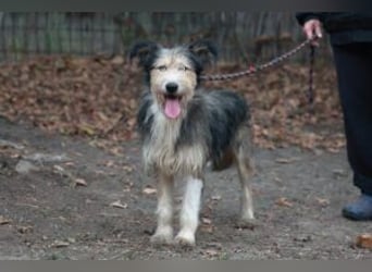 Update: MERLIN- auf PS in mit ÜO in 31603 Diepenau