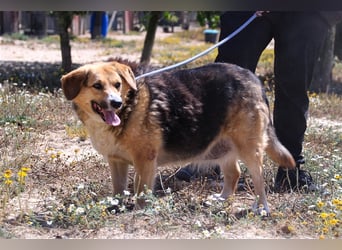 Tieta, Mix Schäferhund / Berner Senne / Collie , lieb und verträglich