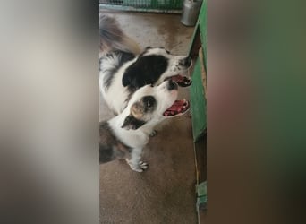 Asy Gesucht:  Herdenschutzhund-Liebhaber!