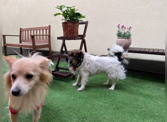 Aiko SR – entspannter Kuschelbär sucht liebevolles Zuhause
