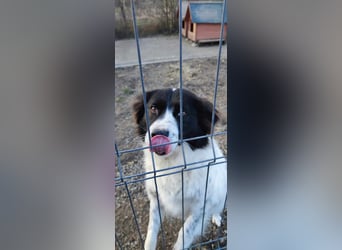 MILLA - Eine Überlebenskämpferin sucht ihr Zuhause Zuhause oder Pflegestelle zum 06.09.2025 gesucht!