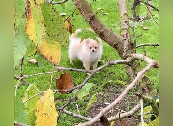 Zwergspitz Pomeranian Weibchen 5Monate jung