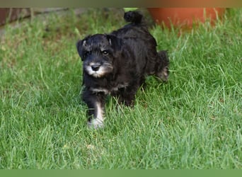 Zwergschnauzer Welpe schwarz silber  darf sofort ins neue Zuhause