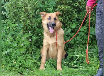 Boss, Mix Collie / Schäferhund, lieb und verträglich