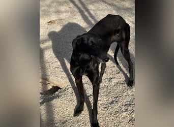 Sombra, eine schwarze Schönheit