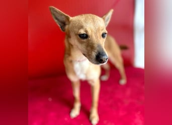 ❤️ zarte kleine SZANDY - 4 Jahre, 32cm/4,2kg - Zwergpinscher-Mix