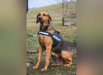 Tara-SI – Liebevolle Hundedame sucht ihr Für-Immer-Zuhause