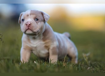 Unglaublich schöne American Bully Welpen!