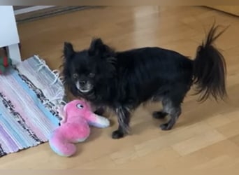 Tylor, menschenbezogen und katzenfreundlich