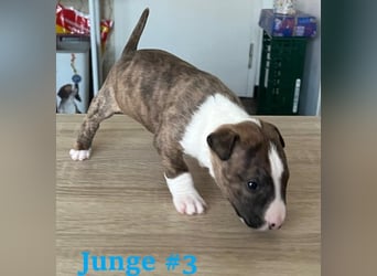Miniature Bullterrier