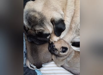 Mops welpen ab sofort Abgabe bereit.
