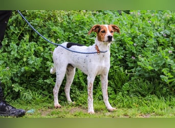 Rio, Mix Beagle / Jack Russel Terrier, lieb und verträglich