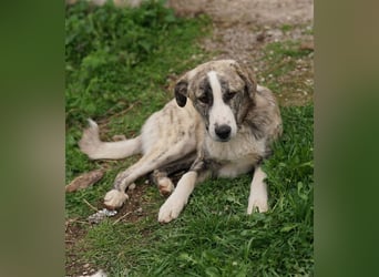 Xabi, geb. ca. 07/2023, lebt in GRIECHENLAND, auf einem Gelände, Hunde werden notdürftig versorgt