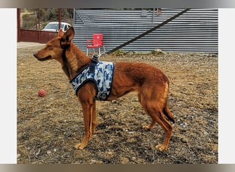 Lady(TO) tolle kleine Dame die noch viel lernen will