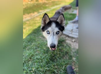 Husky Zeus