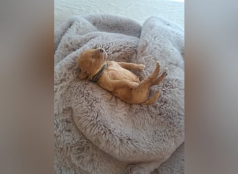 Maltipoo Welpen