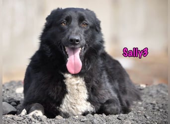 Sally3 geb. 04/2021 - sooo sanfte und verschmuste Hündin sucht liebevolle Menschen!