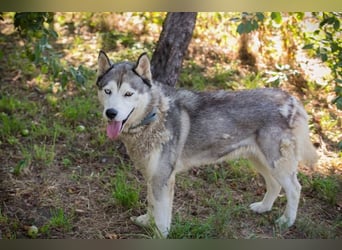 Chip-Nr. 2279997 - der freundliche junge Mann mag Menschen + Hunde und sucht ein tolles Zuhause