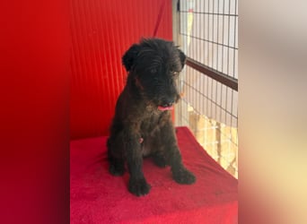 Bobo, Puli-Mix, Rüde, geb. 14.09.2023, 42 cm, 13 kg