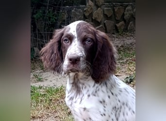 English setter Rüde Welpe