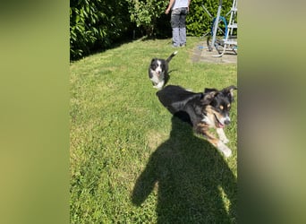 Dieser süße Australian Shepherd Rudel