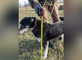 Nala, geb. 19.04.2021, 57cm, wünscht sich eine liebevolle Familie