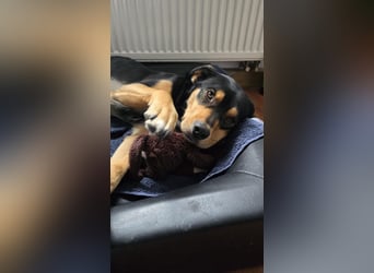Zako sucht sein Für-Immer-Zuhause ❤️