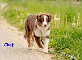 Australian Shepherd Welpen Rüden, ASCA