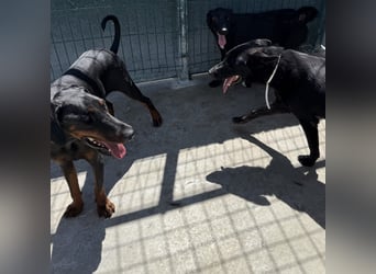 Zarter Odin sucht sein Für-Immer-Zuhause ❤️