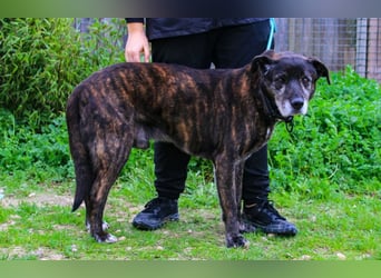 Nero, Mix Schäferhund / Castro Laboreiro, lieb und sozial