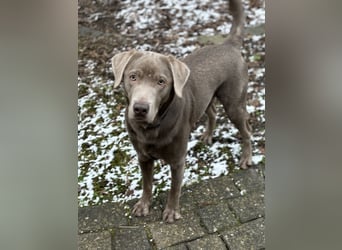 Wunderschöner silberner Labrador - 1.5 Jahre alt 