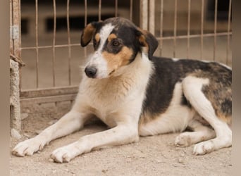 Dino ❤️ aufgeweckter, lieber Traumhund