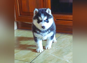 FCI Pedigree Blue Eyed Black & White Siberian Husky Champion Puppy