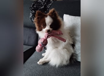 Dringend neues liebevolles Zuhause gesucht