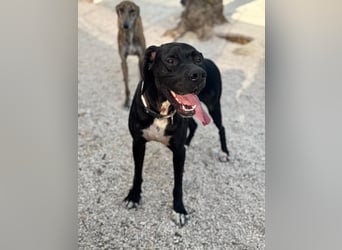 Leo, sucht seine Familie
