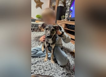 Kleine Paula(8 Mon/39 cm/9,6 kg) sucht Hundefreunde mut Herz