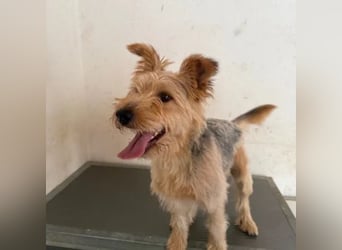 Pixel