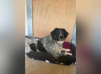 Leia, kleine Lakritznase sucht liebevolle Familie!