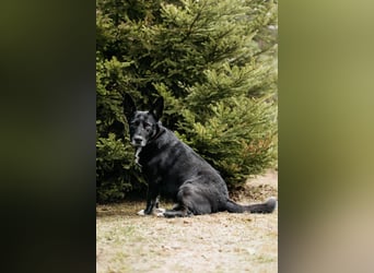 Wunderbarer Charly sucht seine Familie