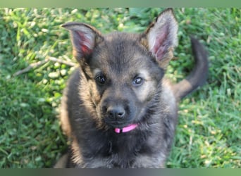Schäferhund Welpen mit VDH Ahnentafel