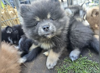 Zauberhafte Pomsky Welpen suchen ab sofort ihr neues Zuhause!