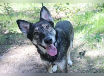 Camilla, Schäferhund-Husky-Mischling, geb. 2022, schlaue, liebevolle Hündin