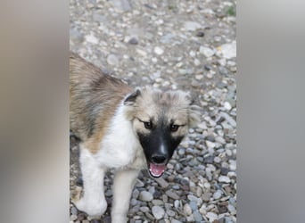 Gut gelaunter FRITZI ist ein charmanter und lustiger Hundebub